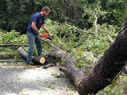 Best Tree Trimming and Pruning  in Yreka, CA