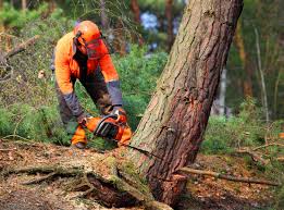 Best Tree Maintenance Programs  in Yreka, CA