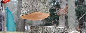 Best Leaf Removal  in Yreka, CA