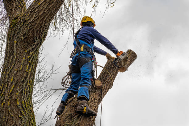Best Tree Cabling and Bracing  in Yreka, CA