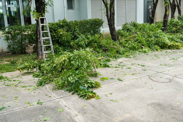 How Our Tree Care Process Works  in  Yreka, CA