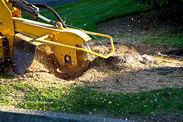 Best Lot and Land Clearing  in Yreka, CA