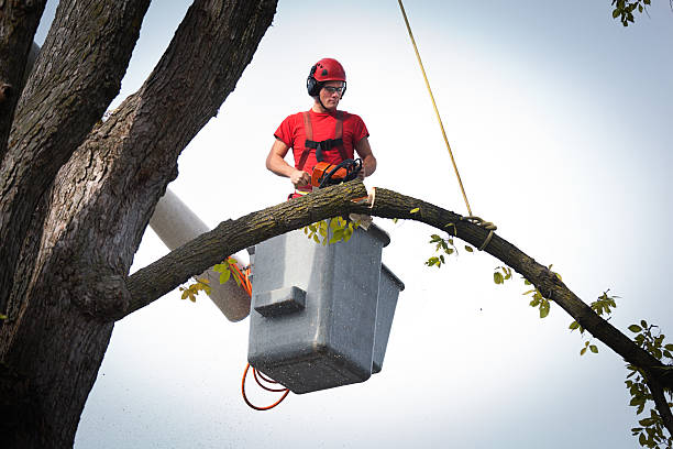 Best Tree Disease Treatment  in Yreka, CA