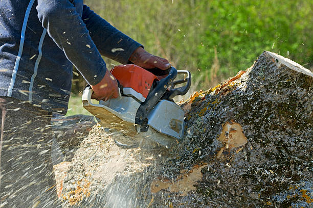 Best Hazardous Tree Removal  in Yreka, CA