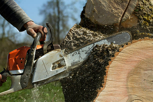 Best Tree Health Inspection  in Yreka, CA
